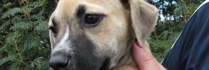Before you head out to the SPCA Auckland Animal Village and start auditioning pet prospects, you need to ask yourself if you're ready to adopt.