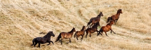 ROUND-UP: A helicopter pushes mares and yearlings towards yards where they will be trucked out to new homes ... or to slaughter.