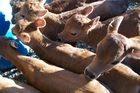 On average about 400 calves were born on each farm in 2012/13. Many of them, however, were unwanted by dairy farmers. On average about 400 calves were born on each farm in 2012/13. Many of them, however, were unwanted by dairy farmers.