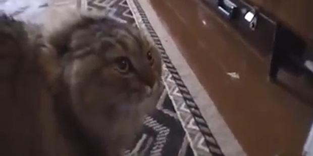 Buzzfeed has a room dedicated to the NoNoNoNo Cat, pictured above.