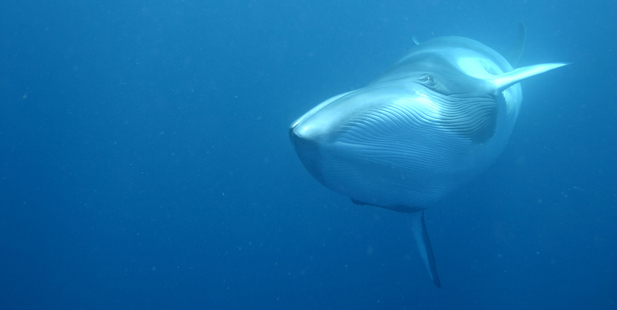 Scientists don't know why the minke whales produce the sound, but it is believed to be a form of communication between the mammals. Photo / Thinkstock