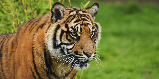 There are fewer than 400 Sumatran tigers left on their namesake island. Photo / Thinkstock