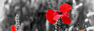 Ode of Remembrance