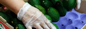 AVOCO's export crop last year, when the combination of low Australian crop volumes and high consumer demand saw New Zealand growers enjoy high orchard gate returns.PHOTO/FILE