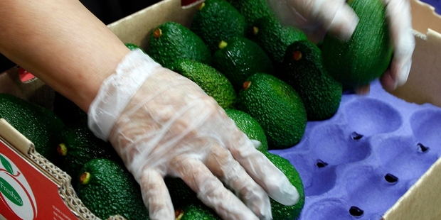 AVOCO's export crop last year, when the combination of low Australian crop volumes and high consumer demand saw New Zealand growers enjoy high orchard gate returns.PHOTO/FILE