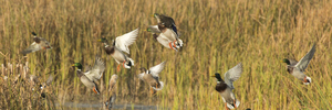 They key to being a successful hunter is being adaptable. Photo/Thinkstock