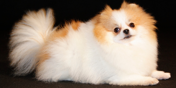 A man has been charged with a brutal attack on a pomeranian dog. Photo / Thinkstock
