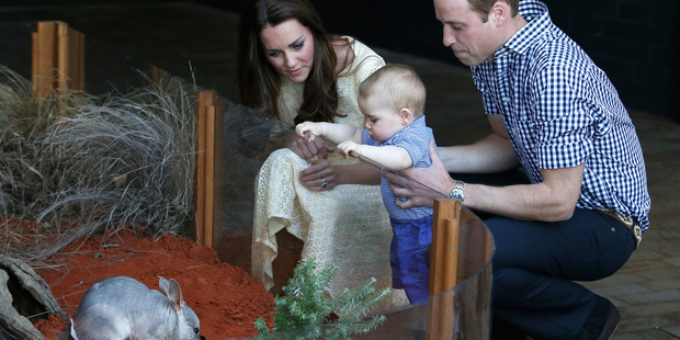 Prince William holds Prince George as Catherine, Duchess of Cambridge looks on while meeting a Bilby called George at Taronga Zoo. Photo / Getty Images
