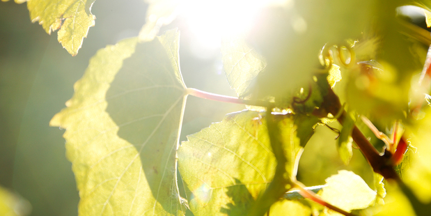 The sun shines on a vineyard on Waiheke Island. Picture / Supplied