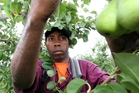 Ataban Rongo, who became a regular RSE worker travelling from Vanuatu to work in Hawke's Bay. Photo/File Ataban Rongo, who became a regular RSE worker travelling from Vanuatu to work in Hawke's Bay. Photo/File