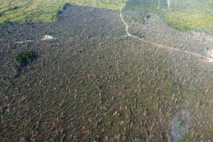 A small stand of trees, left, is all that remains of this forestry block at Butlers Block, between Rimu and Ross, after it was flattened by the gale force winds last week. Photo / P F Olsen Ltd