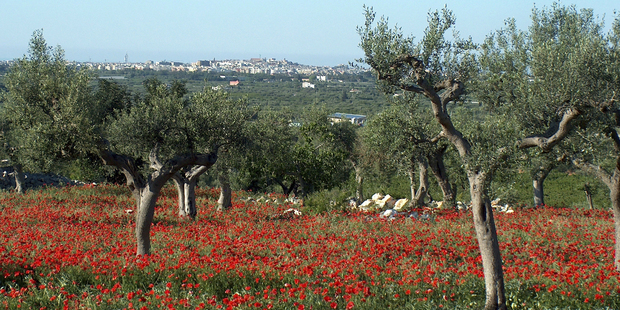 The foundation of Puglia's wealth is its mass production of olives. The oldest olive trees in the region have been growing for more than 1000 years. Photo / Thinkstock