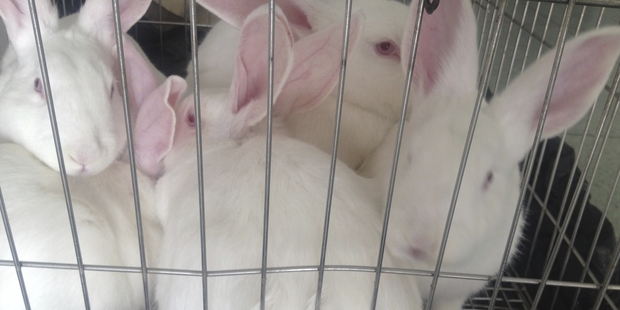 Government will again debate whether novel psychoactives should be tested on rodents, rabbits and possibly dogs. Photo / Getty Images