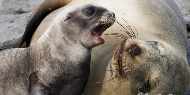 Sea lion pups at their main breeding ground are down 18 per cent on last year.