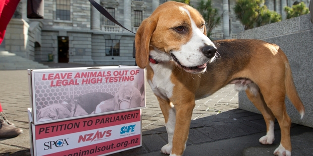 Many believe testing of illegal drugs on animals is unnecessarily cruel. Photo / Mark Mitchell