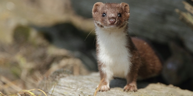A total of 647 stoats have been killed by Department of Conservation pest control between Bream Head and Whangaroa. Photo/File