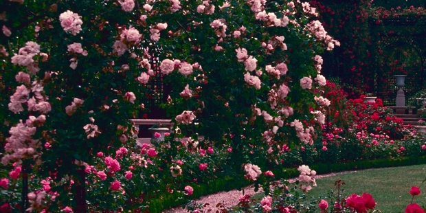 The roses collected by Josephine de Beauharnais can still be seen at l'hay les roses in Paris.