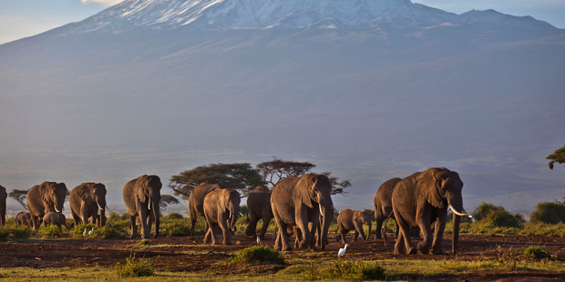 Three suspects were arrested after six elephants were found shot dead in a private reserve in Kenya. File photo / AP