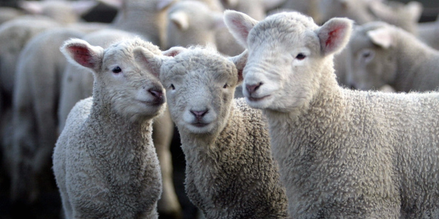 About 25.6 million lambs were tailed last spring, down 1.9 per cent from 2012. Photo / APN