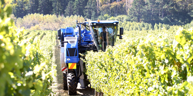 Grapes being harvested in Hawke's Bay. Photo / Duncan Brown