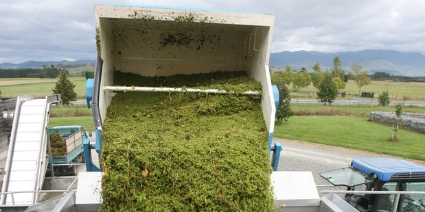 BUMPER YEAR: Wairarapa has bucked the trend of smaller crops in 2012, and is "pulling its weight" in the export market. PHOTO/FILE