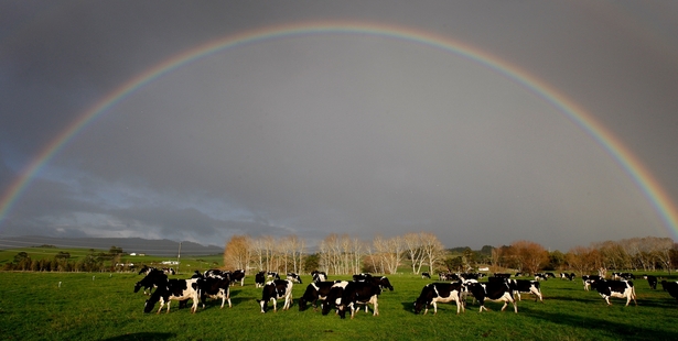 Over the calendar year 2013 dairy land prices rose by 10.1 per cent. Photo / Sarah Ivey