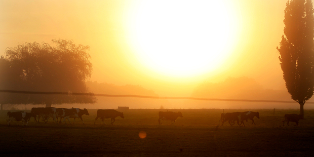 Relying too heavily on earnings from the dairy sector put New Zealand's economy at risk. Photo / Christine Cornege