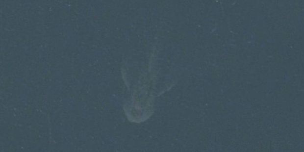 This satellite image appeared on Apple Maps, apparently showing the creature in the first major sighting for more than a year.