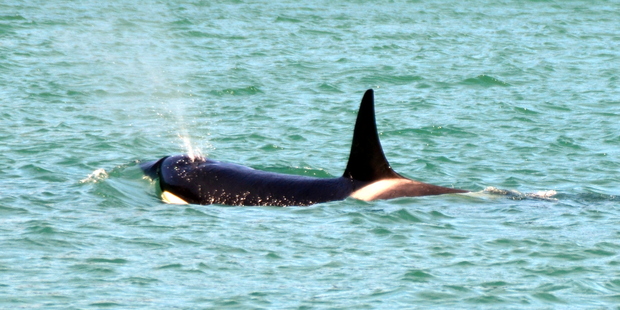 Orcas near Flat Rock delighted watchers. Photo/Christoph Henrichsen