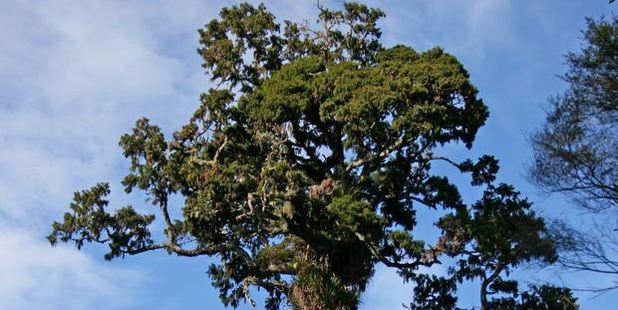 Rimu tree. Photo / file