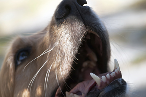 Photo / Thinkstock