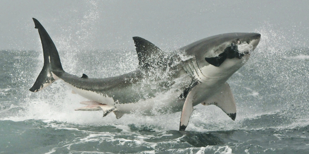 The animals caught did not include a single great white - the species most often blamed for fatal attacks. Photo / Thinkstock