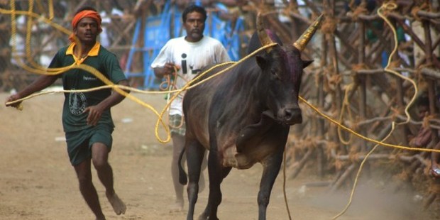 Indian residents try to control a bull during the Jallikkattu Palamedu bull-taming festival in a village near Madurai, in the south Indian state of Tamil Nadu. Photo / AFP