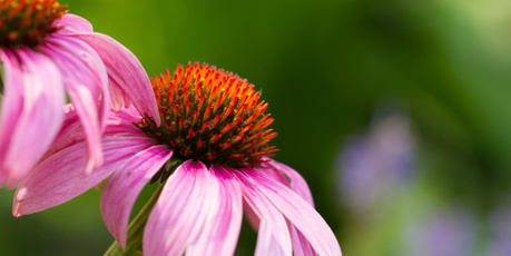 Echinacea. Photo / Thinkstock