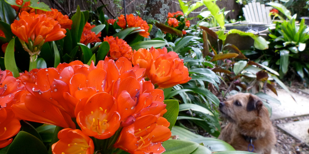 A potted clivia is a gorgeous subtropical plant that will definitely put you in your mother's good books on May 11. Photo / Meg Liptrot