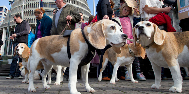 Animal welfare advocates with dogs rescued from animal testing laboratories gathered at Parliament. File photo / Mark Mitchell