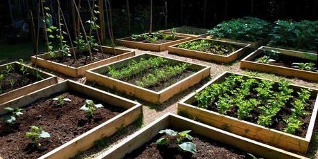 Plan your raised beds so you can walk between them and reach from one side to the other side.