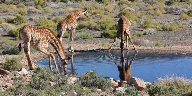 Stopping for a drink is a delicate balancing act for giraffes. Photo / Paul Rush