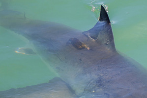 Photo / File / Thinkstock