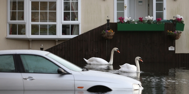 Swans make themselves at home on floodwaters in Chertsey, Surrey, on the western fringe of London. Photo / Getty Images