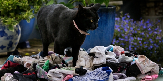 Oscar sleeps most of the day to save energy for his evening escapades, says his owner. Photo / Brett Phibbs