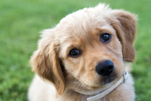 Scientists have found out why cute eyes make us feel so gushy. Photo / Thinkstock