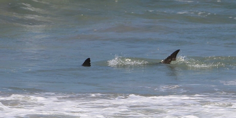 The shark is just visible at Papamoa Beach yesterday, swimming through shallow water. Photo / Lisa Newman