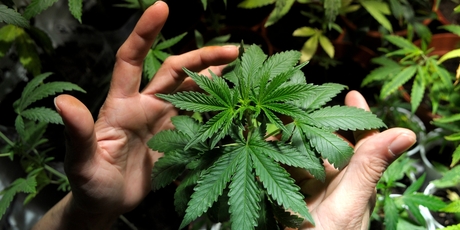 Uruguay's decision last month to legalise cannabis production looks likely to spread. Photo / AP