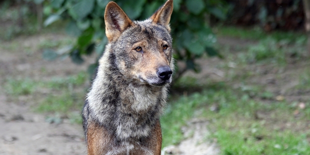 Wolves are breeding in the hills just 65km from Spain's capital. Photo / Getty Images
