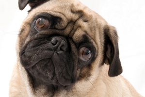 Photo / Thinkstock