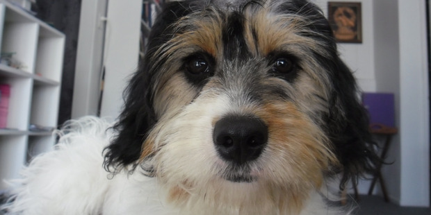 Five-month-old Poppy had to be euthanised after being attacked while being walked by her owner.