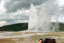 The Old Faithful geyser erupts at Yellowstone National Park. Photo / AP