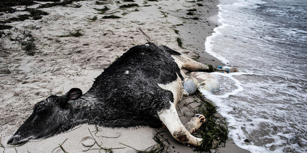 A carcass of a Holstein Dairy Cow lies, Wednesday, Jan 8. 2014, on the beach between Bisserup and Skaelskoer on the South Western part of the Island of Zealand in Denmark. Photo / AP