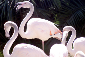 Ancient Romans ate pink flamingos a new study has revealed.
Photo / Martin Sykes
